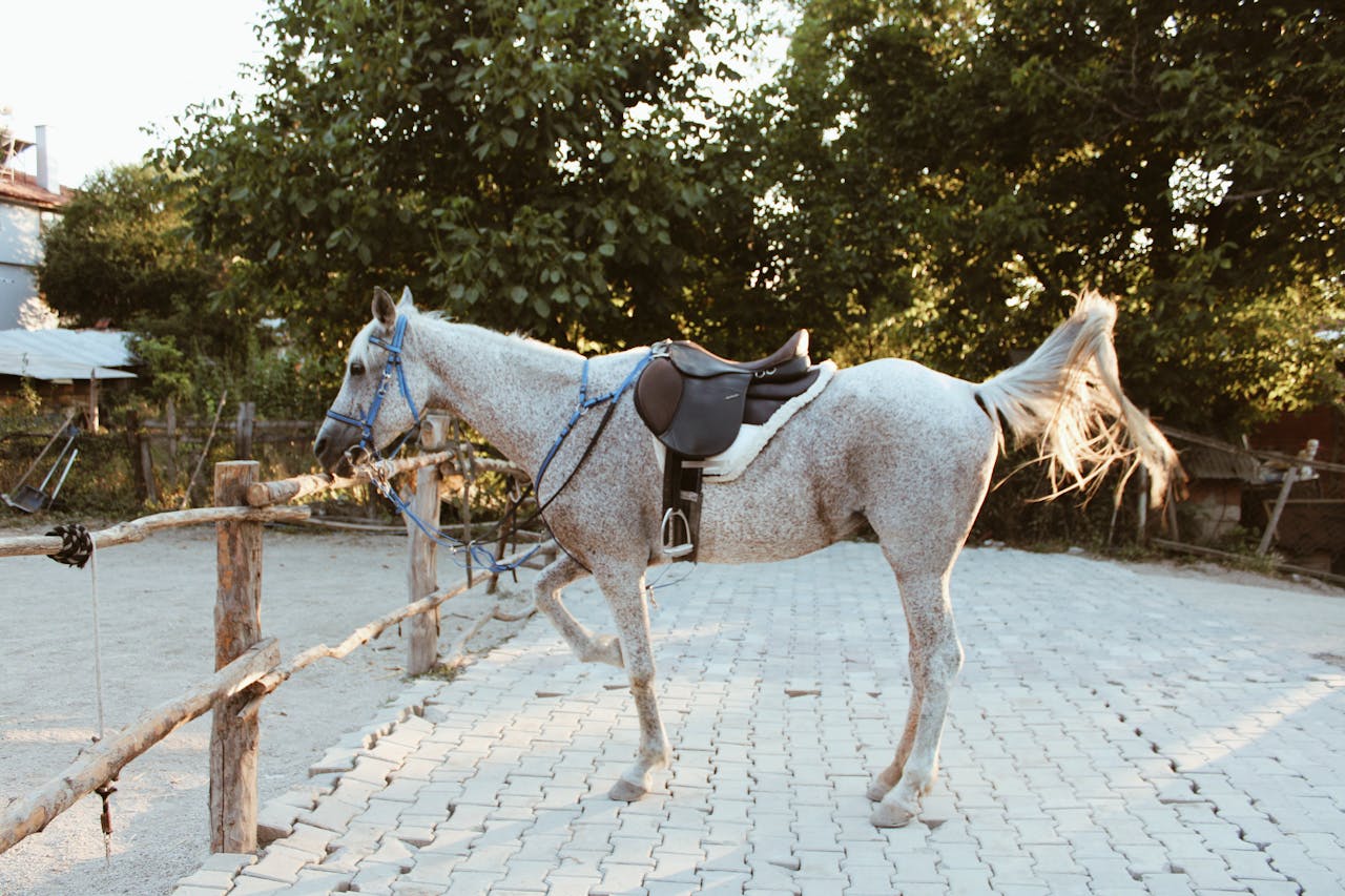 A gray horse with a bridle and saddle tied to a wooden fence in a rural setting under a summer sky.