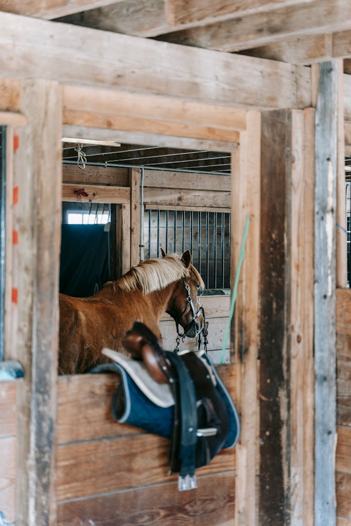 A horse stands inside a wooden barn with a saddle hanging on the door, showcasing rustic farm life.