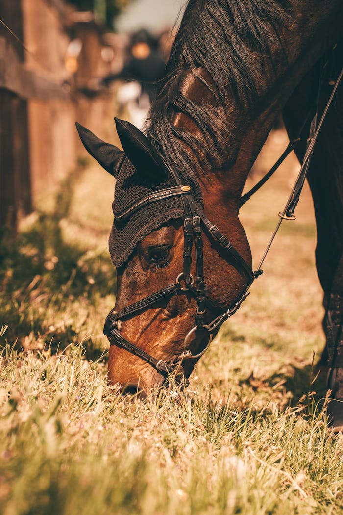 Close-up shot of a brown horse with a bridle and ear bonnet grazing in a sunny pasture.