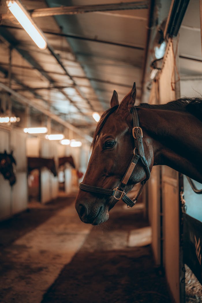 A majestic horse in a stable, showcasing its elegant harness against a warm indoor setting.