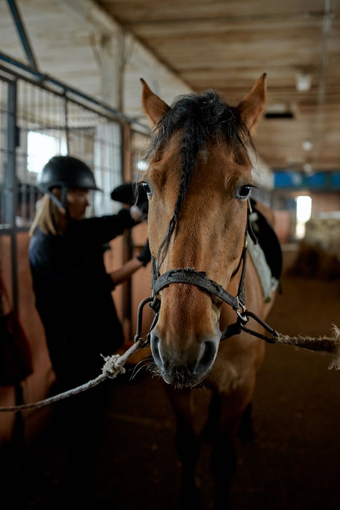 Close-up of a horse being prepared for riding in a stable.