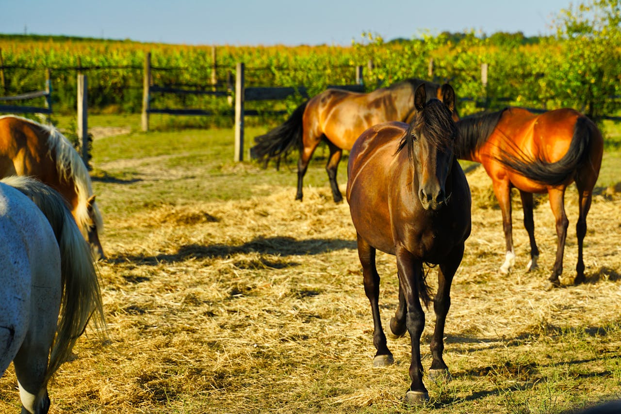 A group of horses grazing in a sunny ranch setting with green fields and wooden fences.